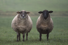 Two Fat Sheep On The Pasture On A Very Cold, Foggy And Cloudy Morning