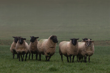 Flock of black-faced sheep standing on pasture, cold misty day