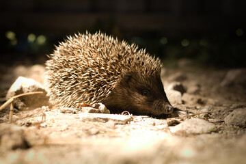 Hedgehog (Erinaceus Europaeus) wild hedgehogs, closeup, cute, fluffy hedgehog.