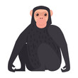 bonobo monkey animal