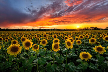 Wall Mural - beautiful sunset over sunflowers field