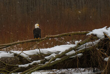2022-07-26 A MATURE BALD EAGLE PERCHED ON A DOWNED TREE WITH SNOW ON THE GROUND AND SNOW FALLING IN THE SKAGIT VALLEY IN WASHINGTON STATE