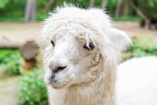 Muzzle Of White Llama Alpaca Animal Outdoors