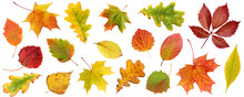 Collection Of Autumn Leaves Isolated On A White Background.