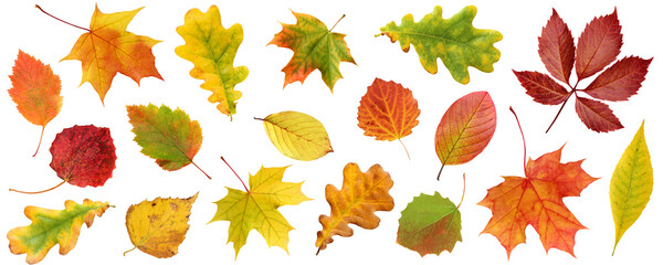 Wall Mural - collection of autumn leaves isolated on a white background.