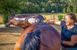 Wellness und Kommunikation: gelenkiges altes Pferd unterstützt seine lachende Physiotherapeutin den eigenen Rücken mit dem Maul zu massieren, wobei der Kopf um spektakuläre 90 Grad gedreht ist