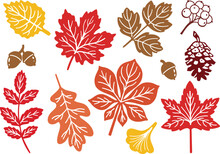 Fall Vector Leaves, Acorns, Berries And Pine Cone