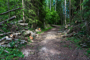 Poster - Sawn trees that fell over a forest road in sunny summer day.