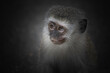 Portrait of a vervet monkey on a black background