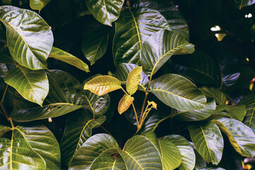 Wall Mural - Green leaves pattern background, Flat lay. Nature background and wallpaper