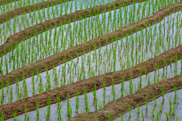 Poster - Rice cultivation plot in terraced style.