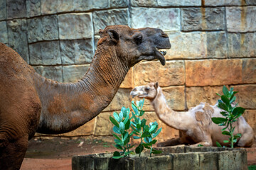 Wall Mural - The dromedary camel was resting by the wall.