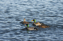 Two Pairs Of Swimming Mallard Ducks