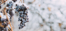 Bunch Of Grapes Under The Snow In Winter. Grapes Covered With Snow, Photos With Snow, White Background. Ice Wine. Red Grape Wine For Ice Wine In Winter Conditions And Snow Photo Banner