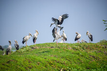 Flock Of Asian Openbill Or Openbill Storks Near The Lake. Wading Bird Group.