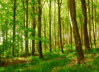  Beautiful, large and green trees in a forest landscape on a summer day outside in nature. Outdoor park view of tall grass and plants. Natural, peaceful and relaxing outdoors with growing plant life