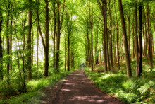 Old Dirt Road In A Forest With Lush Magical And Green Wilderness Of Vibrant Trees Growing Outside. Peaceful Nature Landscape Of Endless Woodland With Empty And Quiet Path To Explore On Adventure