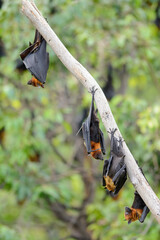 Canvas Print - Lyle's flying fox hanging upside down on the tree (Big bat)