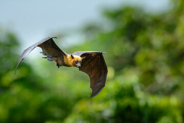 Wall Mural - Lyle's flying fox flying on sky