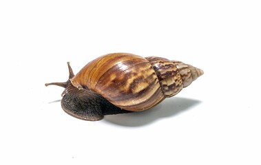 snail crawling on a white background