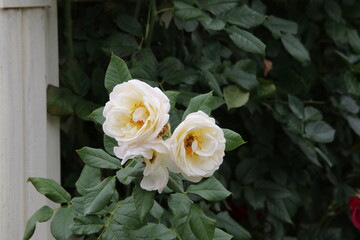 Wall Mural - yellow roses in a garden