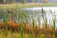 Bulrush Plants Growing On A Beach At A Lake In Autumn