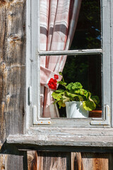 Wall Mural - Blooming geranium in a window