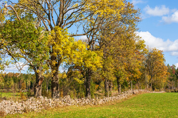 Poster - Autumn landscape with a stone wall on a meadow