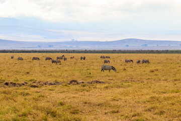 Canvas Print - Herd of zebras in savanna in Ngorongoro Crater National park in Tanzania. Wildlife of Africa