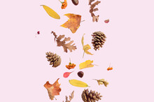 Colorful Dry Leaves Falling On A Pink Background. Nature Aesthetic Flying Leaf Concept. Autumn Wallpaper.