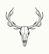 Sketch Of Deer Skull Isolated On White Background