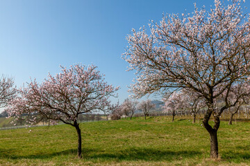 Poster - Blühende Mandelbäume (Prunus dulcis)