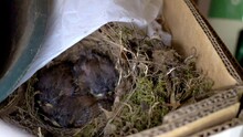 Baby Birds Sleep In Their Nest, Built Inside A Cardboard Box.