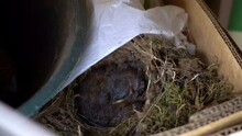 Baby Birds (Carolina Wren) Sleep In Their Nest, Built Inside A Cardboard Box.
