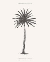 Palm Tree In Engraving Style. Hand-drawn Tropical Tree. Template For Design Postcard, Logo, Label. Vintage Illustration On Light Isolated Background.