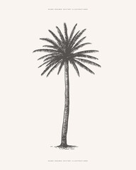 palm tree in engraving style. hand-drawn tropical tree. template for design postcard, logo, label. v