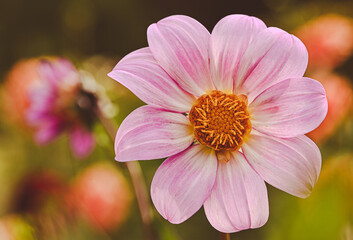 Sticker - Beautiful close-up of a pink dahlia