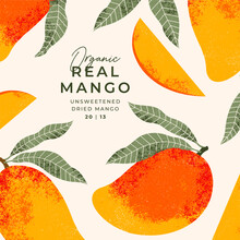 Mango Fruit Illustration Design Template. Vintage Textured Style. Ripe Mango Plant With Leaves.
