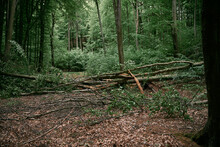 A fallen tree blocked the road in the woods. Path closed due to stormwind destruction in the forest