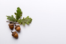 Branch With Green Oak Tree Leaves And Acorns On Colored Background, Close Up Top View
