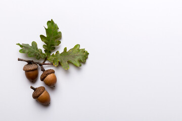 Wall Mural - branch with green oak tree leaves and acorns on colored background, close up top view