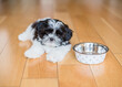 A hungry puppy is waiting for food near the bowl. Shih Tzu puppy near his bowl