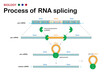 Biological diagram present process of  RNA splicing for remove intron (non-coding region) out from mRNA after DNA transcription process