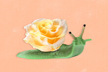Composite Collage Illustrration Of Green Snail Rose Flower Instead Shell Slide Isolated On Painted Background