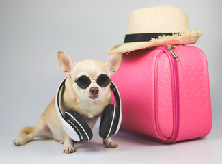  cute brown short hair chihuahua dog wearing sunglasses and headphones around neck  sitting  on white background with travel accessories, pink suitcase and straw hat.