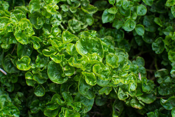 watercress plant in vegetable garden