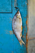 In the open air, hidden from direct sunlight, a close-up dried rudd fish hangs on a hook on an old wooden door with a shabby paint, copy space.