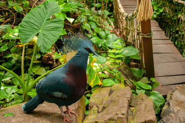 Crowned dove big blue bird