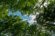 summer sky through the trees