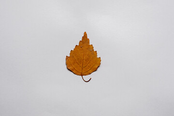 High resolution dry herbarium leaves